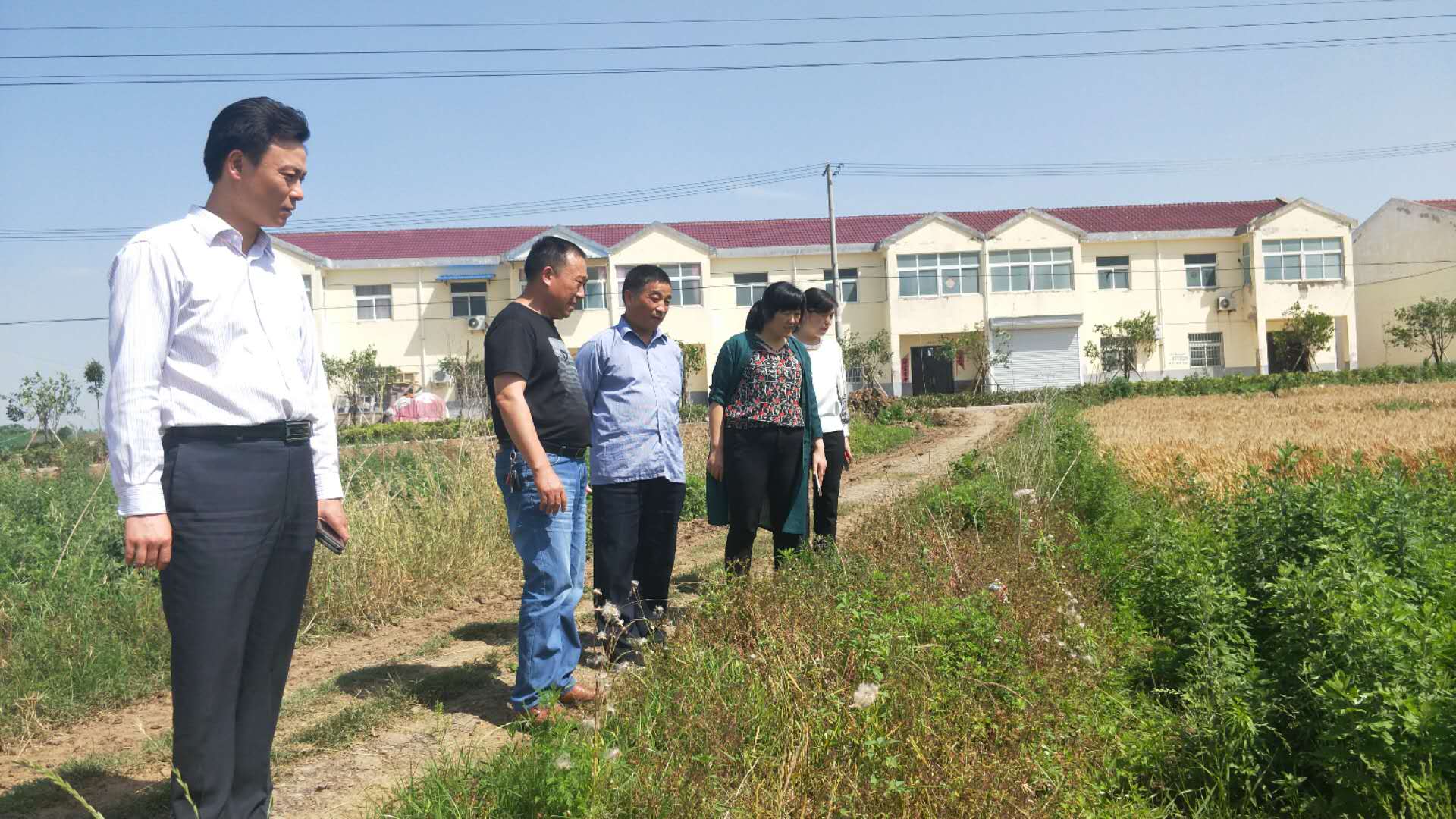 张八岭镇柴郢村选派干部千方百计谋划产业发展-明光
